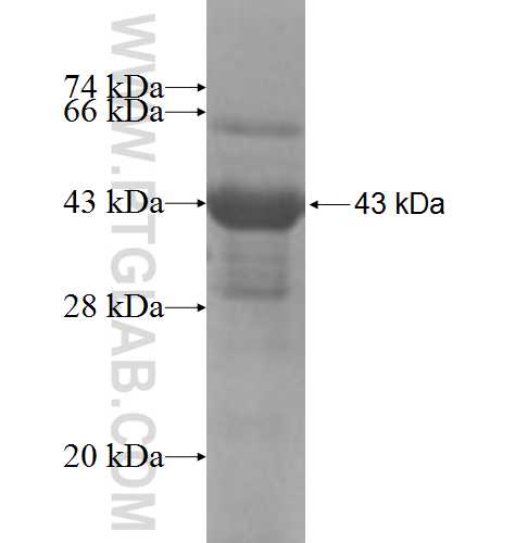 AFF4 fusion protein Ag6476 SDS-PAGE