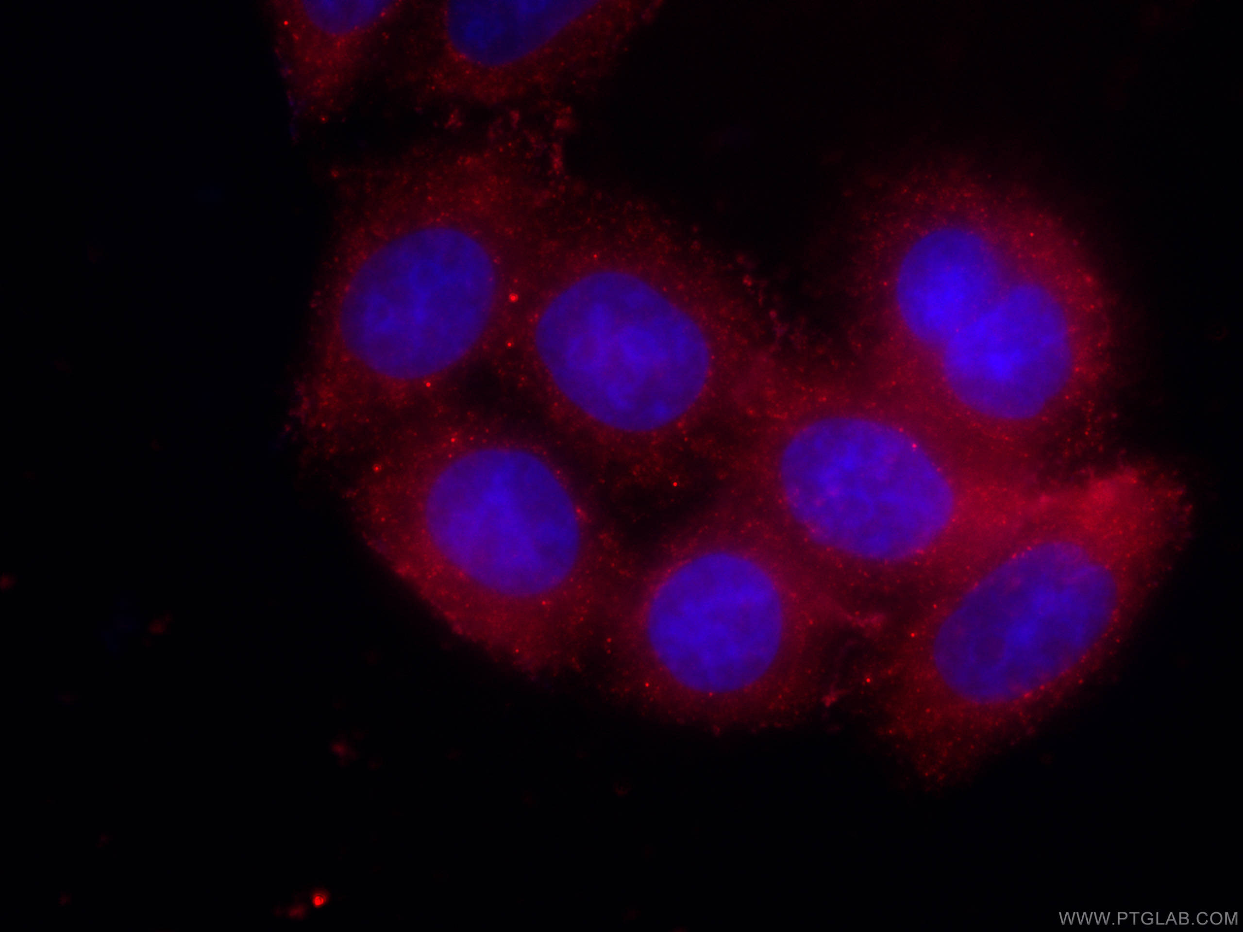 IF Staining of HeLa using CL594-66113