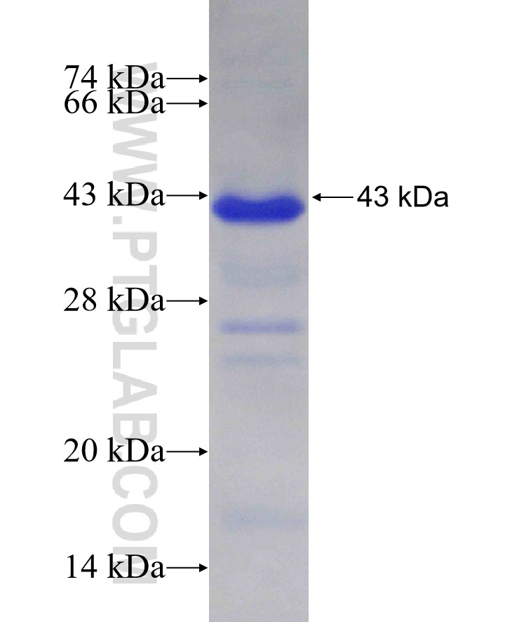 AFM fusion protein Ag16866 SDS-PAGE