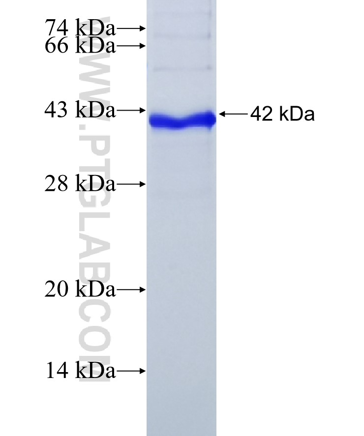 AFM fusion protein Ag16866 SDS-PAGE