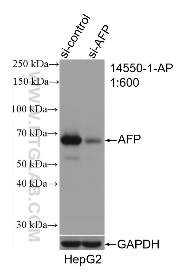 WB analysis of HepG2 using 14550-1-AP