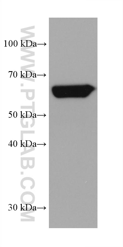 WB analysis of human testis using 67852-1-Ig