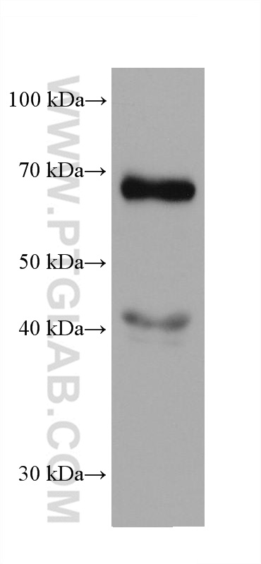 WB analysis of HuH-7 using 67852-1-Ig