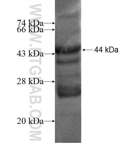 AFTPH fusion protein Ag2402 SDS-PAGE