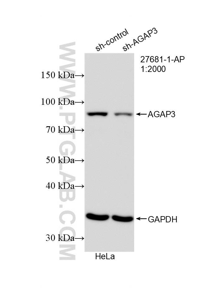 WB analysis of HepG2 using 27681-1-AP WB analysis of HepG2 using 27681-1-AP
