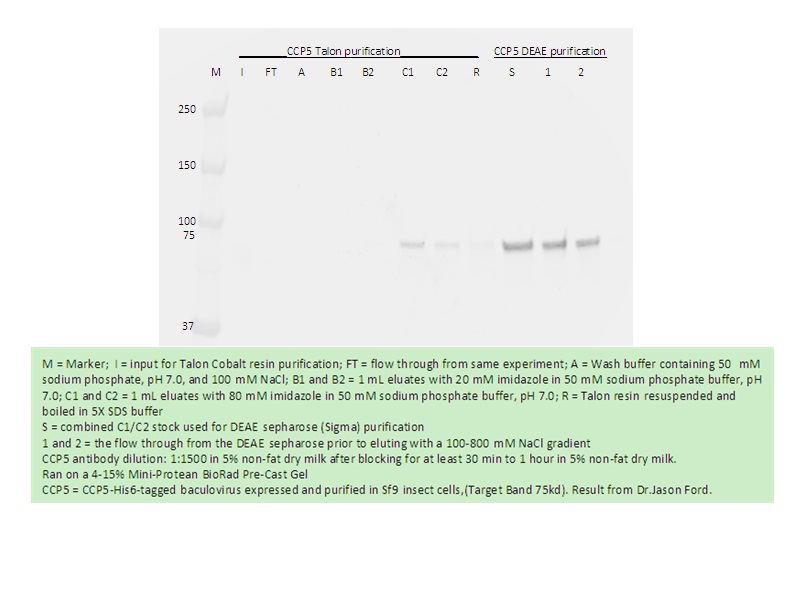 WB analysis of recombinant protein using 15569-1-AP