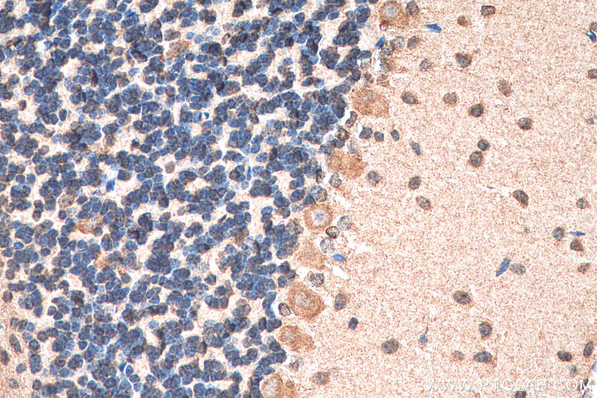 IHC staining of mouse cerebellum using 15569-1-AP