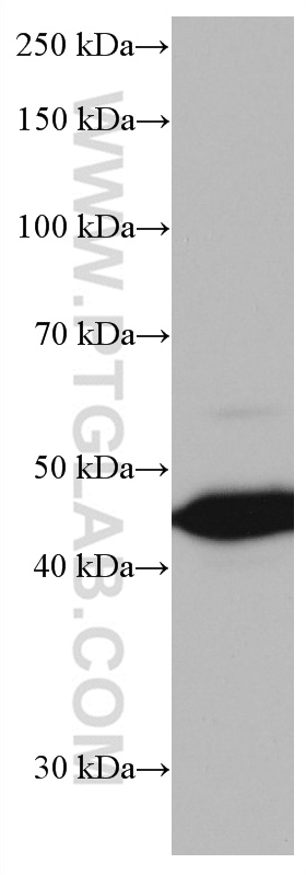 WB analysis of pig lung using 66833-1-Ig (same clone as 66833-1-PBS)