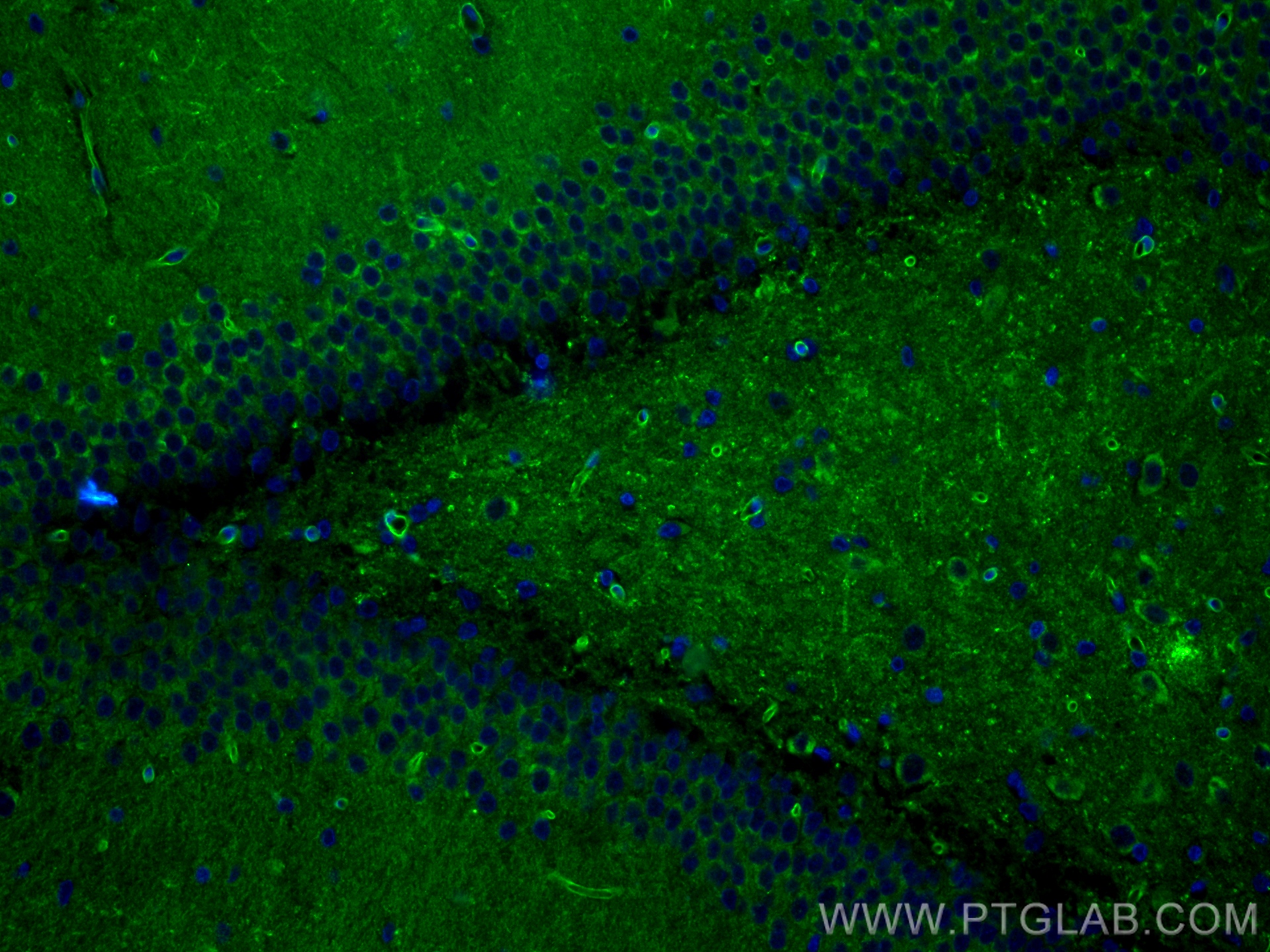 IF Staining of rat brain using 83759-4-RR
