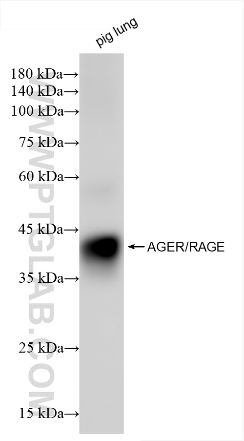 WB analysis of pig lung using 85349-1-RR