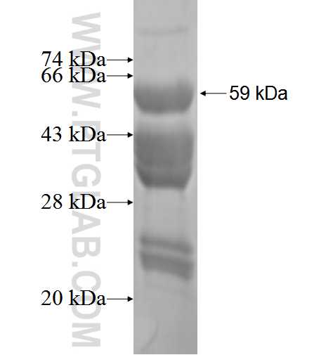 AGFG1 fusion protein Ag3352 SDS-PAGE