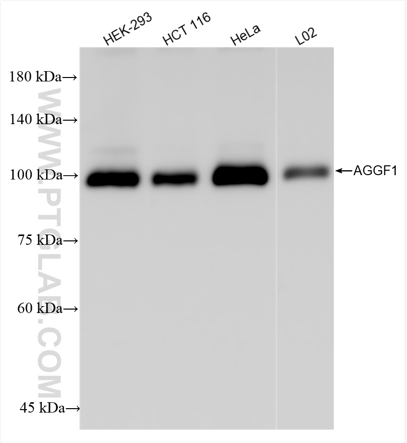 WB analysis using 84715-3-RR