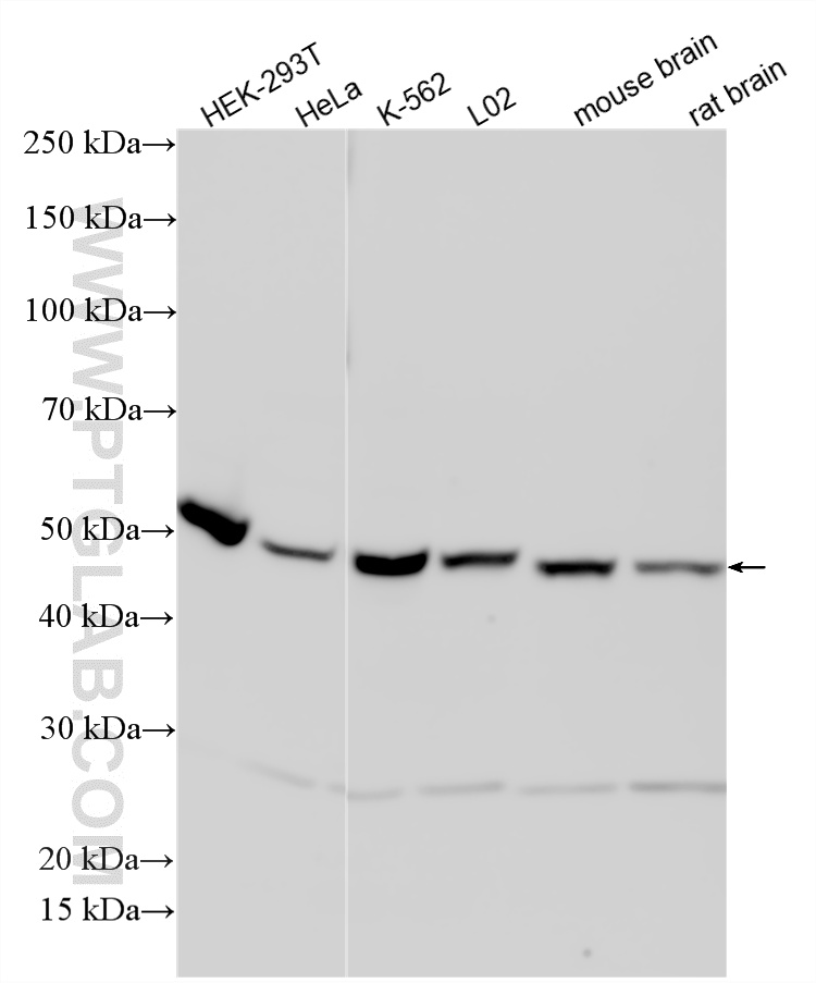 WB analysis using 33759-1-AP