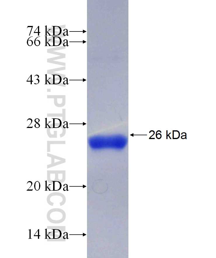 AGL fusion protein Ag29648 SDS-PAGE