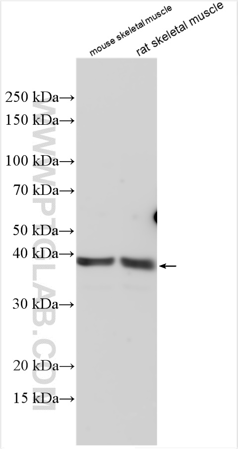 WB analysis using 21899-1-AP