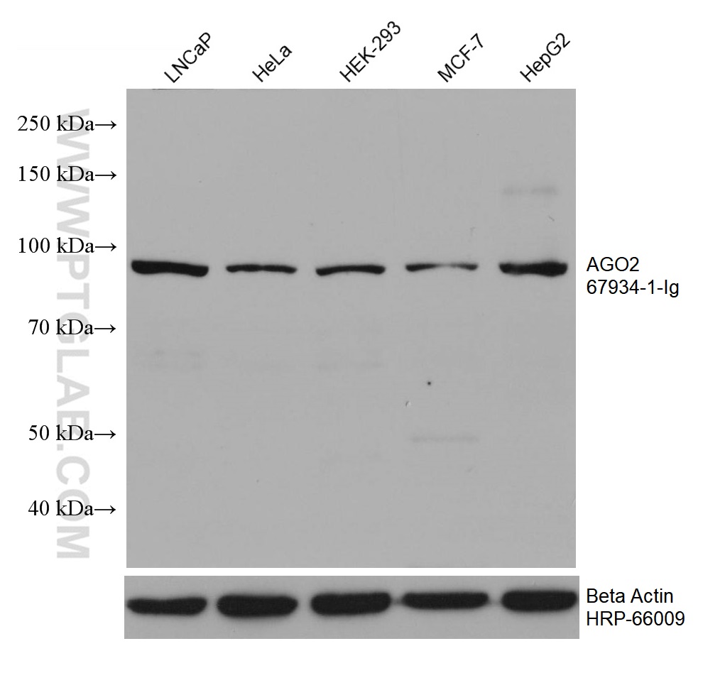 WB analysis using 67934-1-Ig