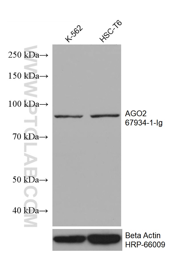 WB analysis using 67934-1-Ig