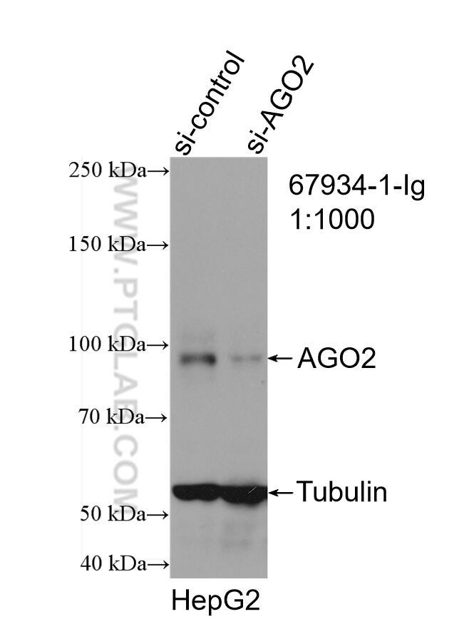 WB analysis of HepG2 using 67934-1-Ig