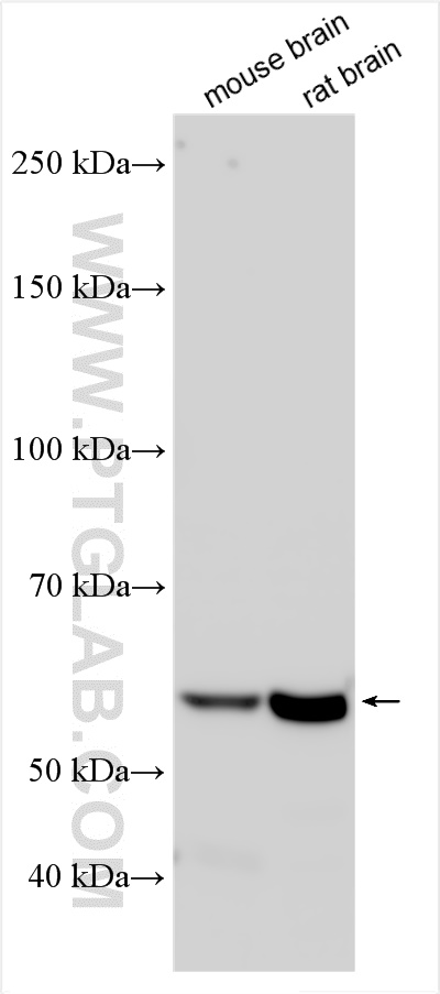 WB analysis using 16762-1-AP