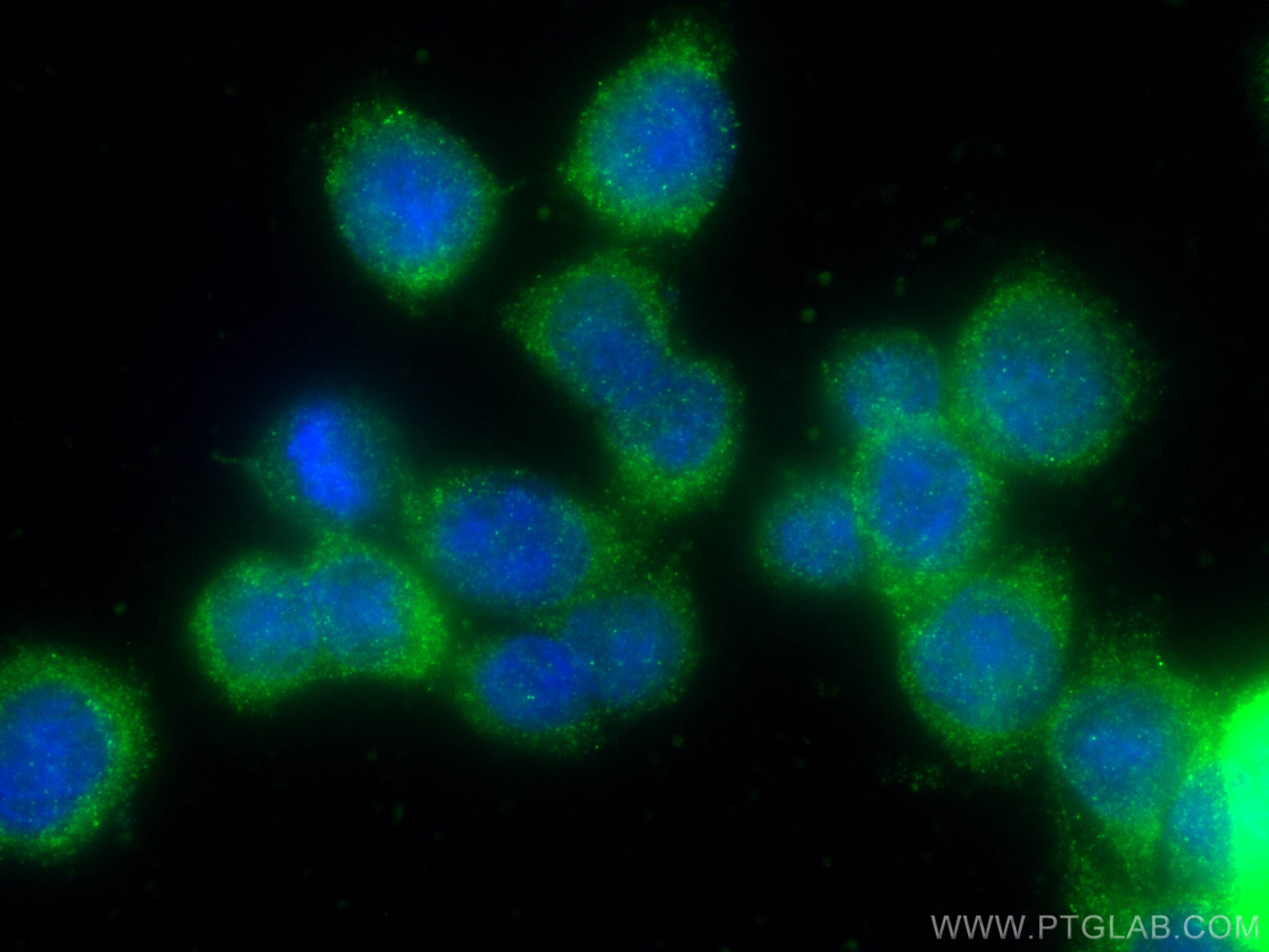 IF Staining of HT-29 using 66768-1-Ig