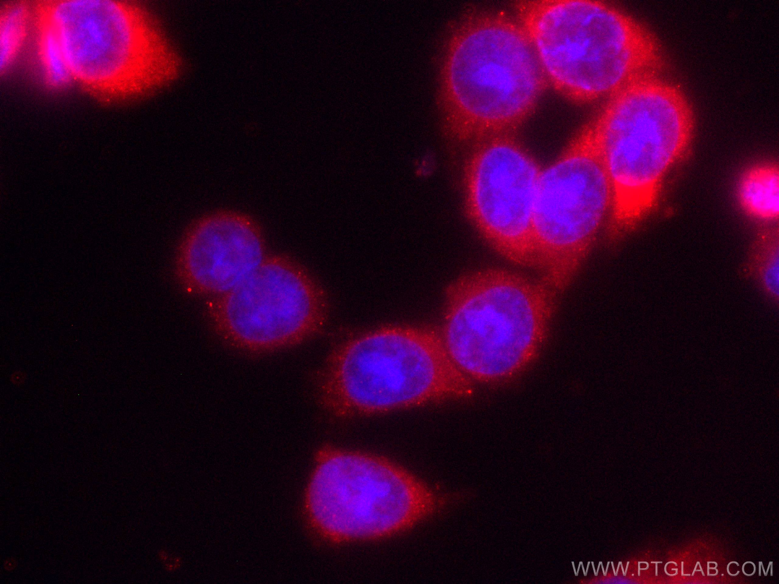 IF Staining of HT-29 using CL594-66768