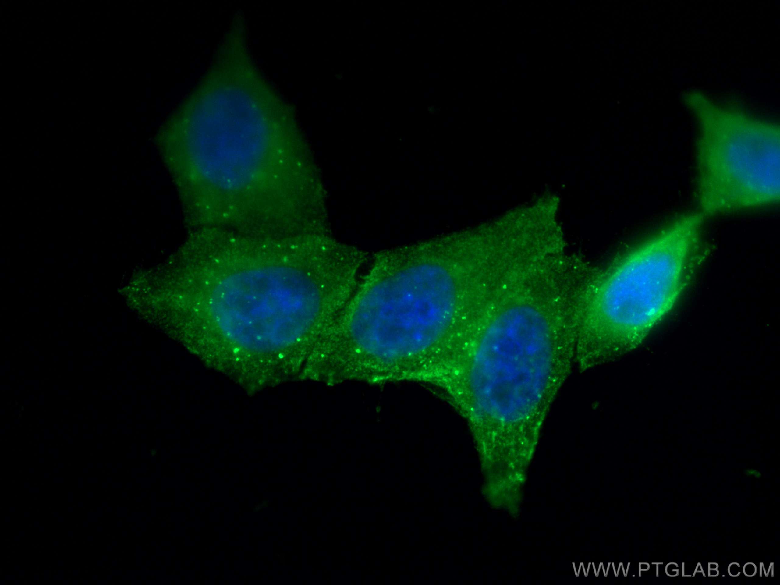 IF Staining of HepG2 using 68020-1-Ig (same clone as 68020-1-PBS)