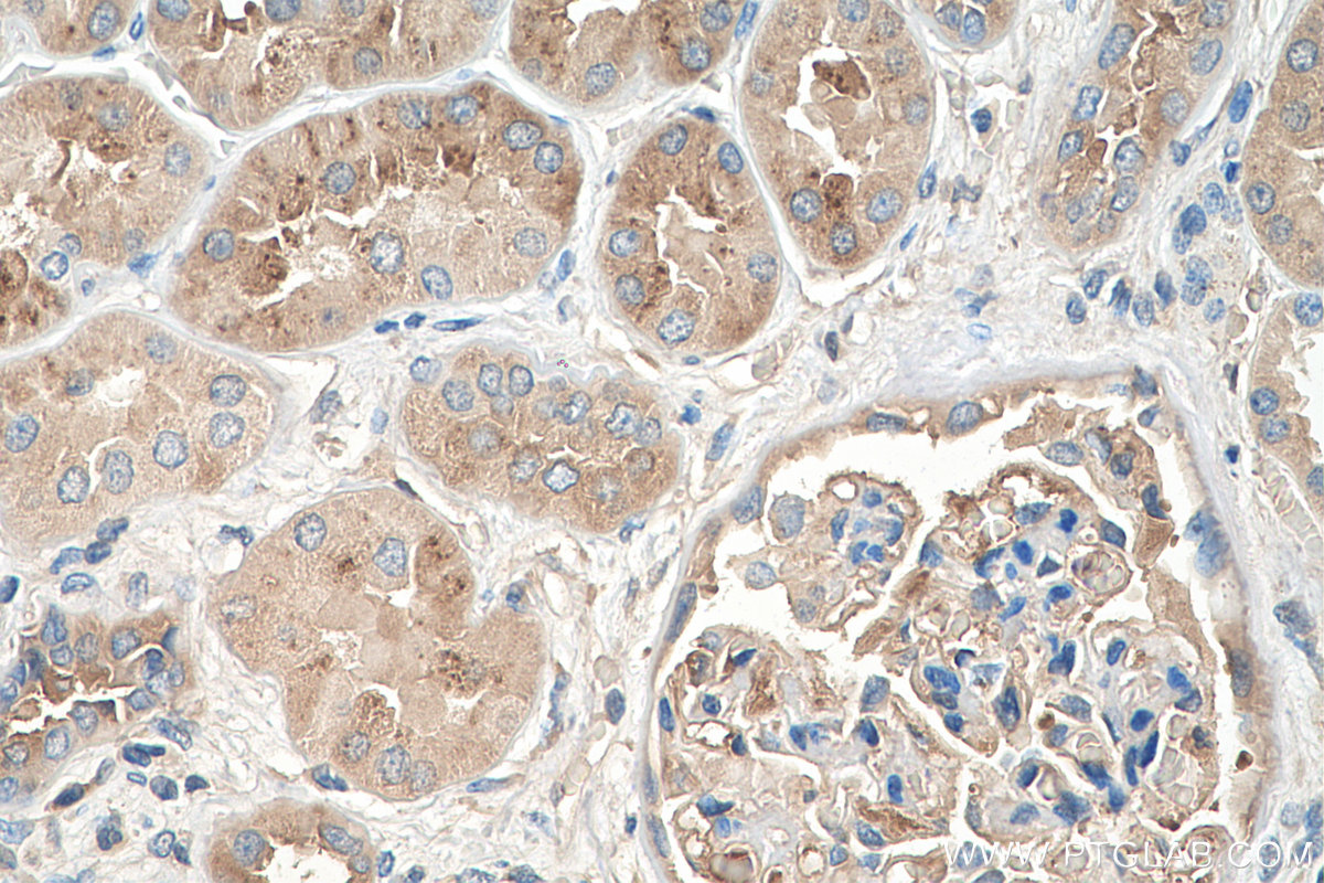 IHC staining of human kidney using 68020-1-Ig (same clone as 68020-1-PBS)