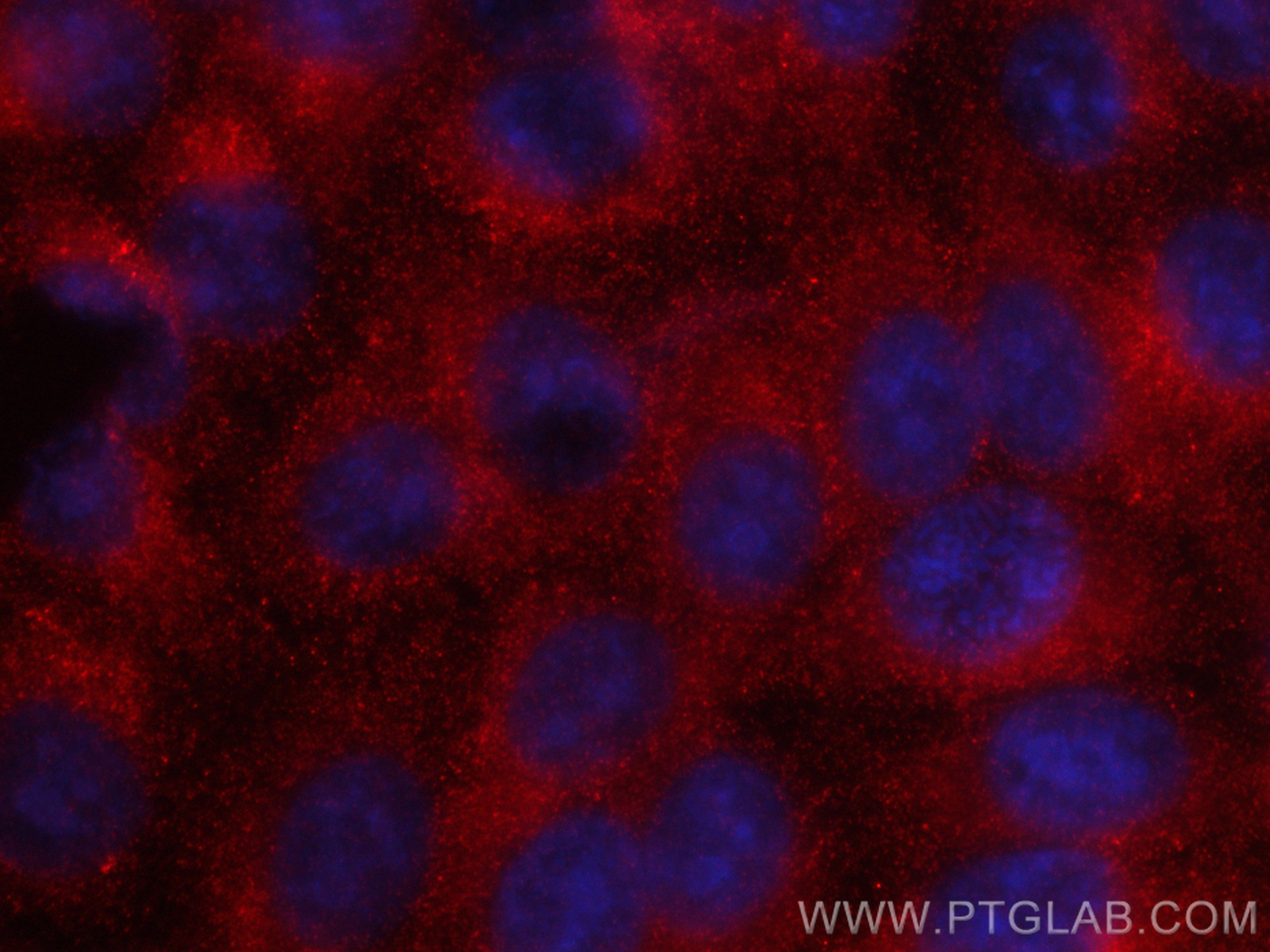 Immunofluorescent analysis of (-20°C Ethanol) fixed HepG2 cells using CoraLite®594 AGT antibody (CL594-68020, Clone: 1B2F5 ) at dilution of 1:200. IF Staining of HepG2 using CL594-68020
