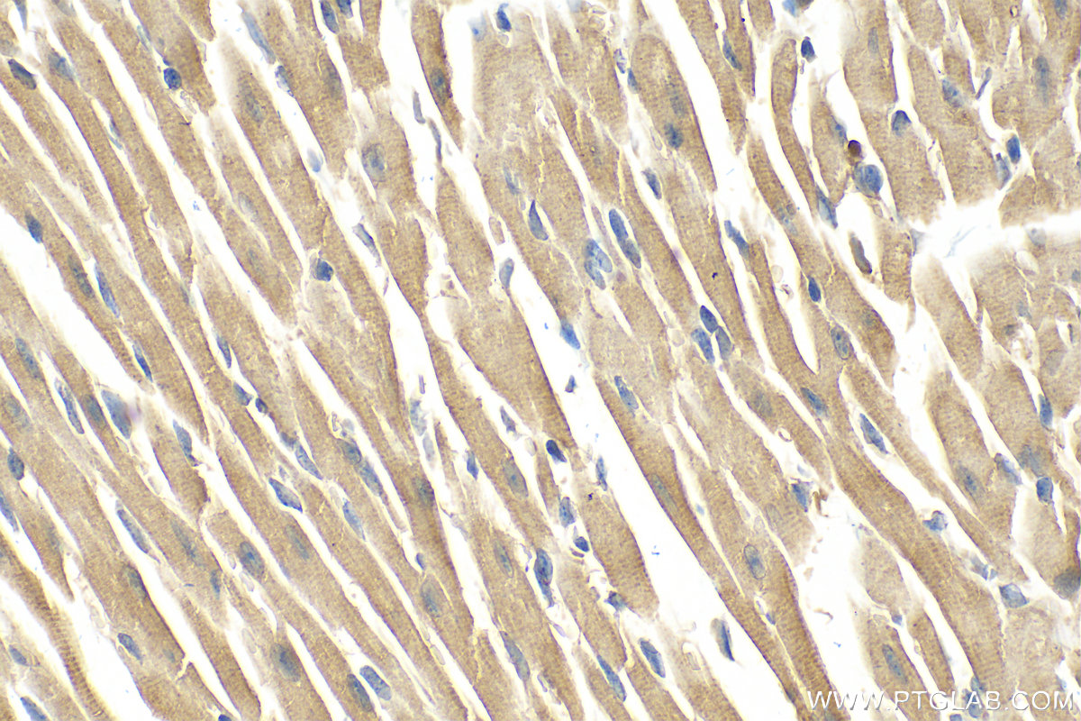 IHC staining of mouse heart using 25343-1-AP