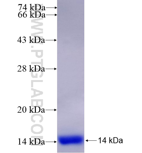 AGTR1 fusion protein Ag14461 SDS-PAGE