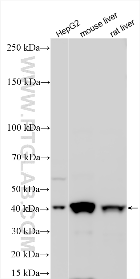 WB analysis using 22394-1-AP