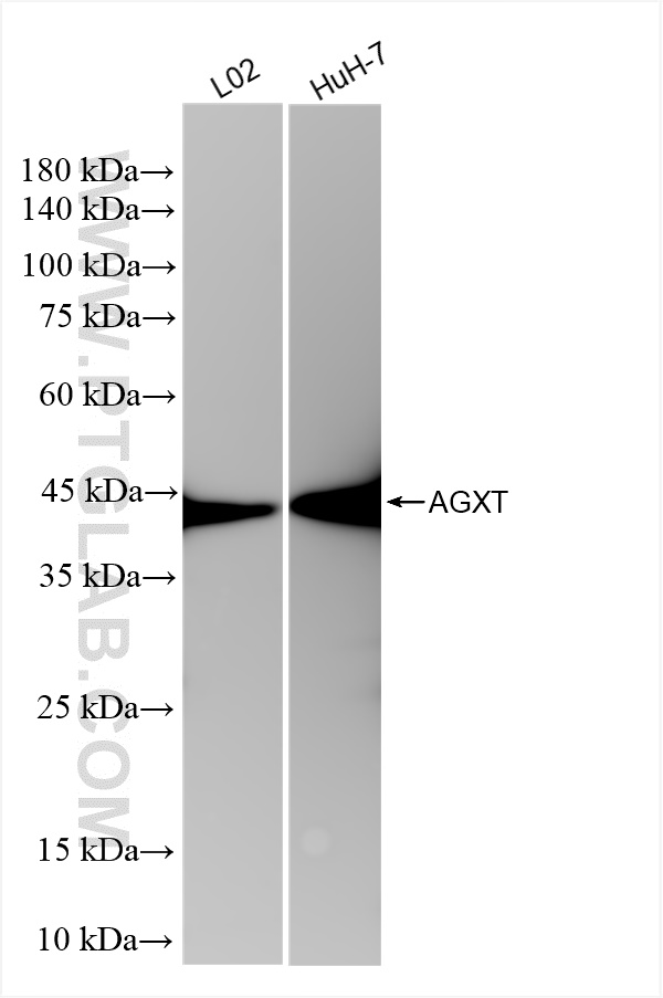 WB analysis using 83385-6-RR (same clone as 83385-6-PBS)