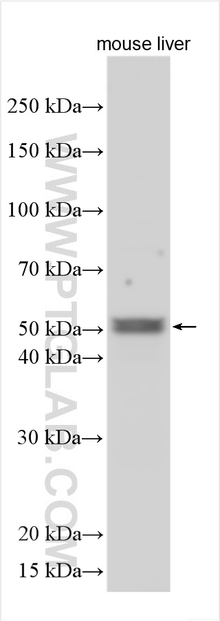 WB analysis using 17042-1-AP