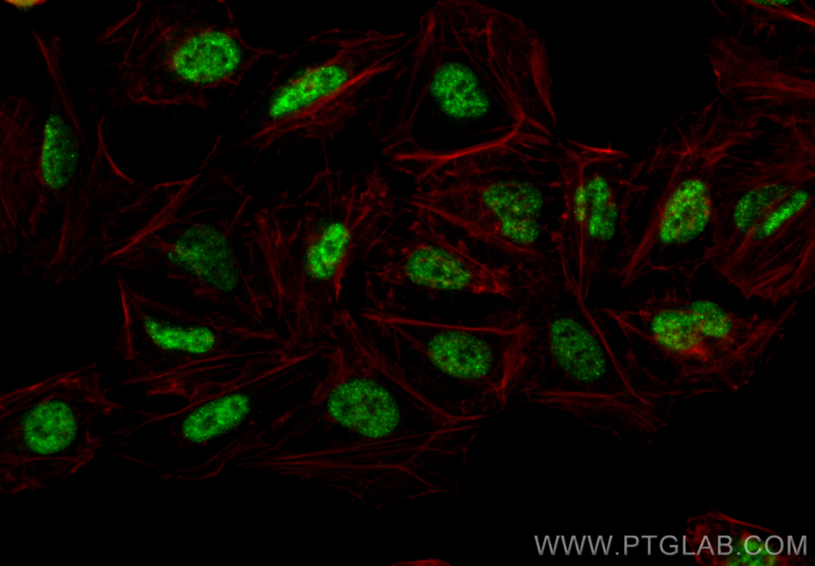 IF Staining of U2OS using CL488-83984-5