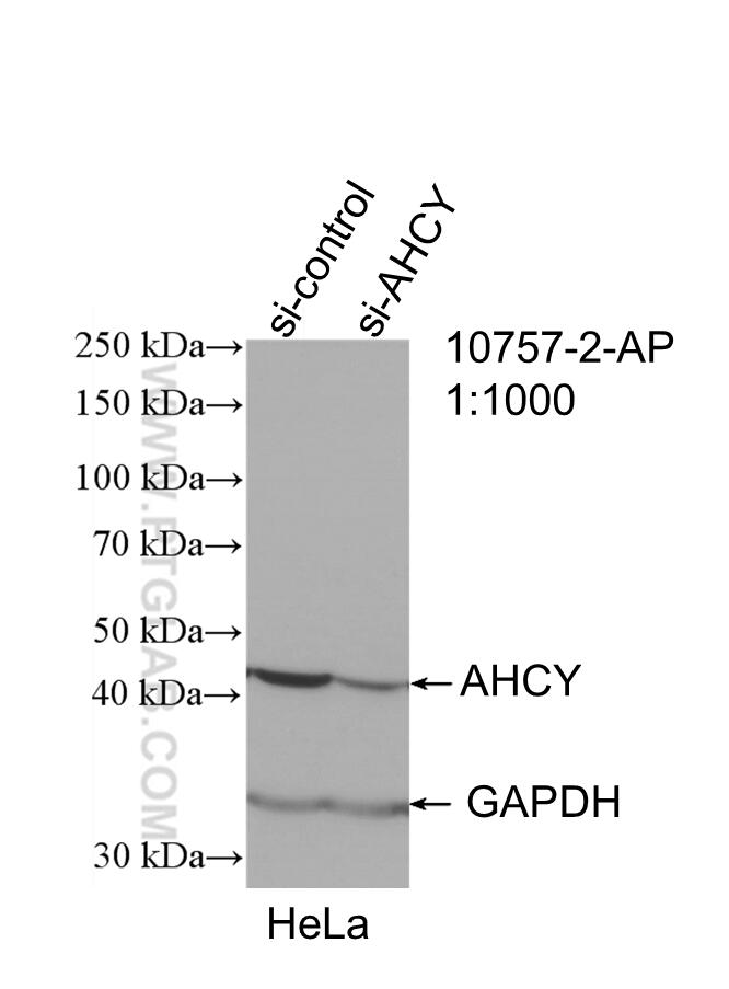 WB analysis of HeLa using 10757-2-AP