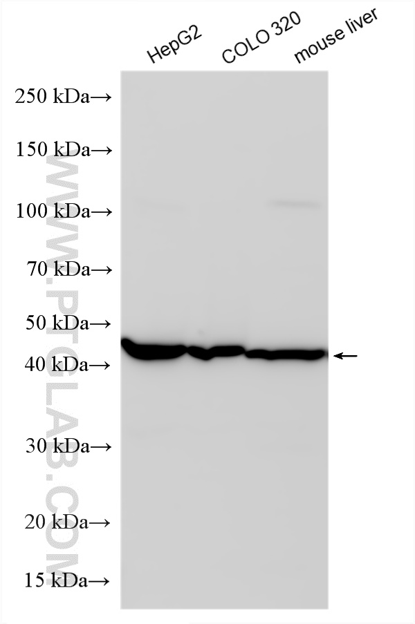 WB analysis using 10757-2-AP