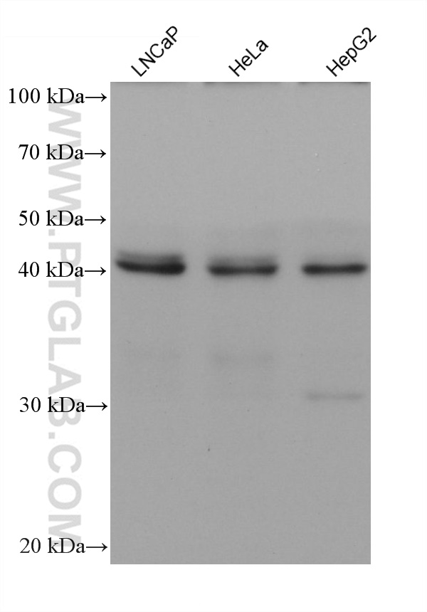 WB analysis using 66019-1-Ig