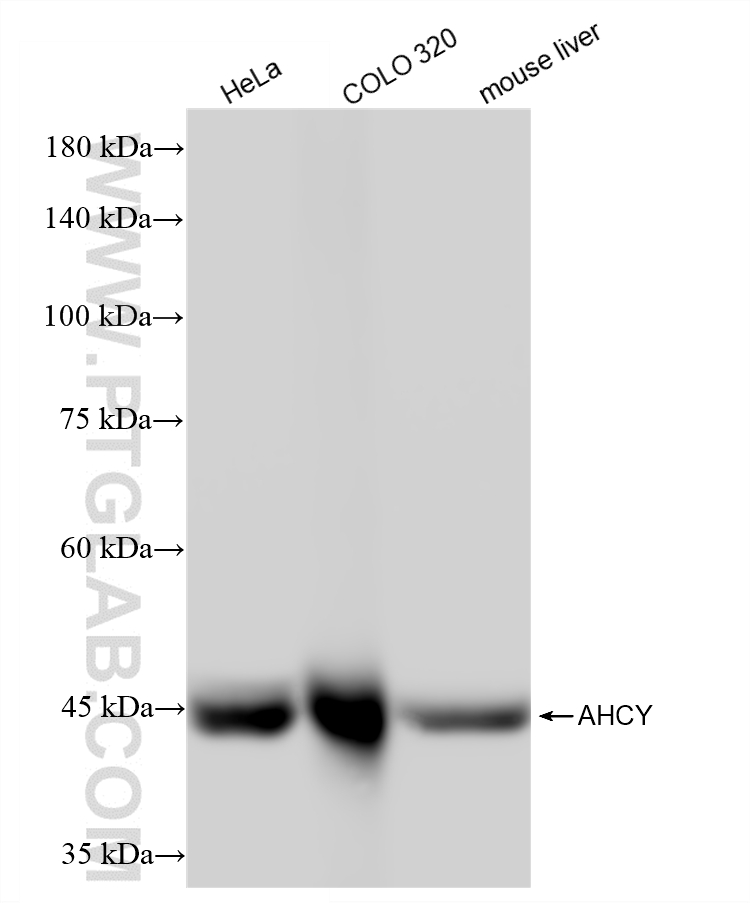 WB analysis using 88119-1-RR