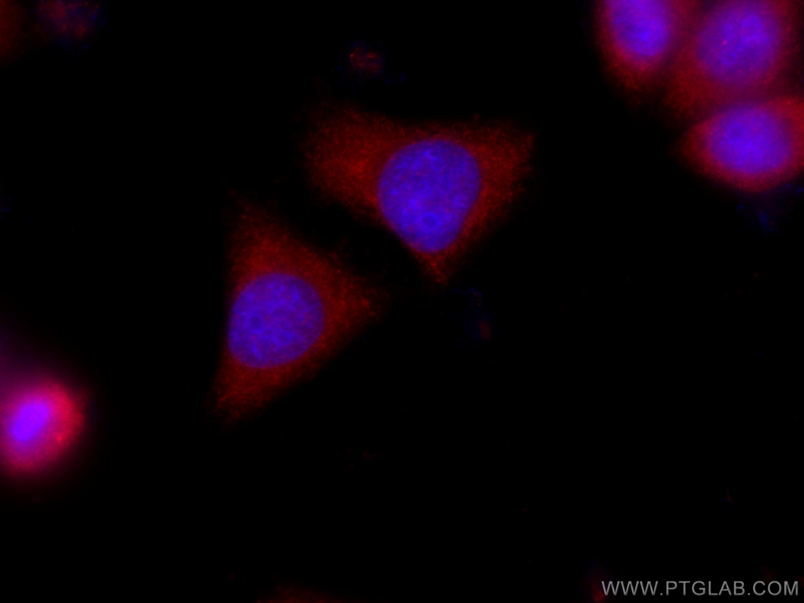 IF Staining of PC-3 using CL594-67484