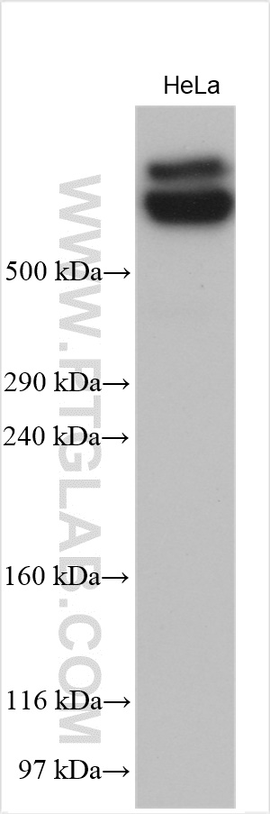 WB analysis of HeLa using 27078-1-AP