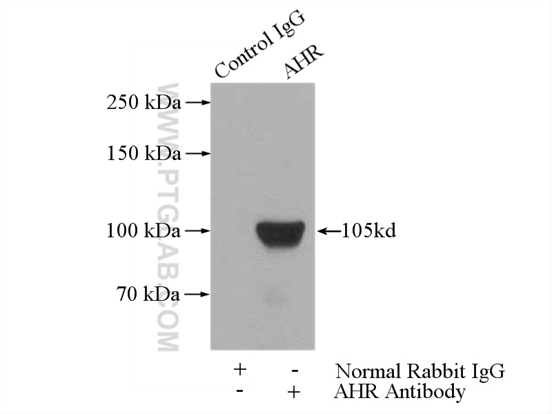 IP experiment of PC-3 using 17840-1-AP