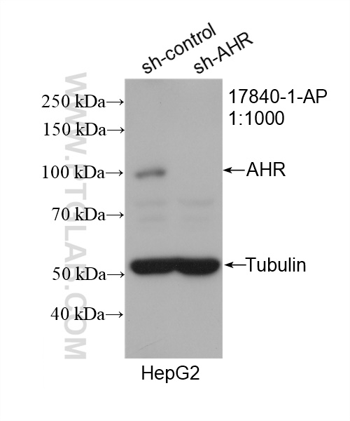 WB analysis of HepG2 using 17840-1-AP