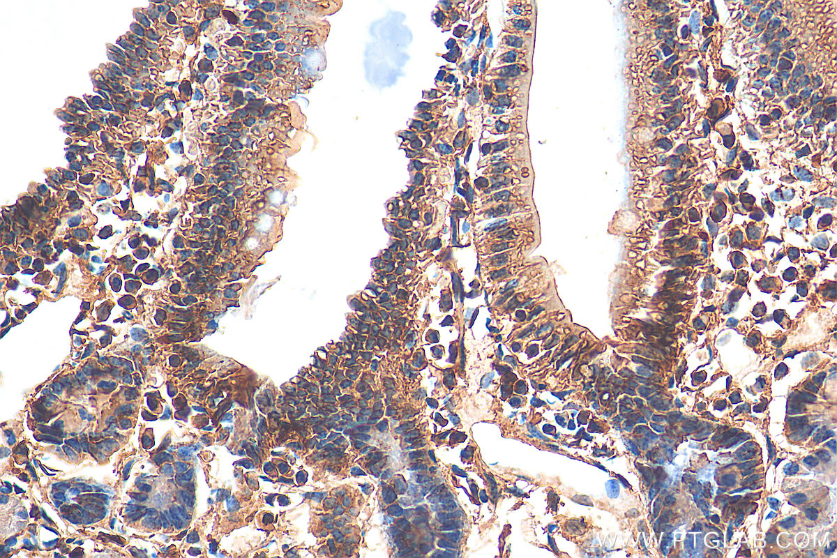 IHC staining of mouse small intestine using 28727-1-AP