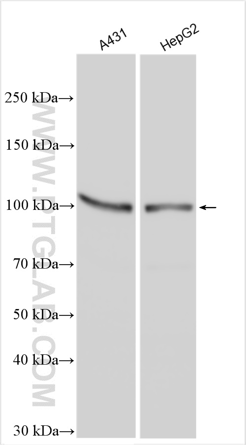 WB analysis using 28727-1-AP