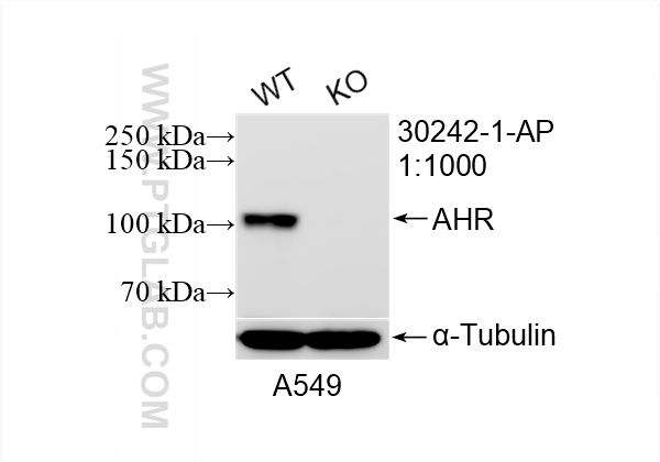 WB analysis of A549 using 30242-1-AP