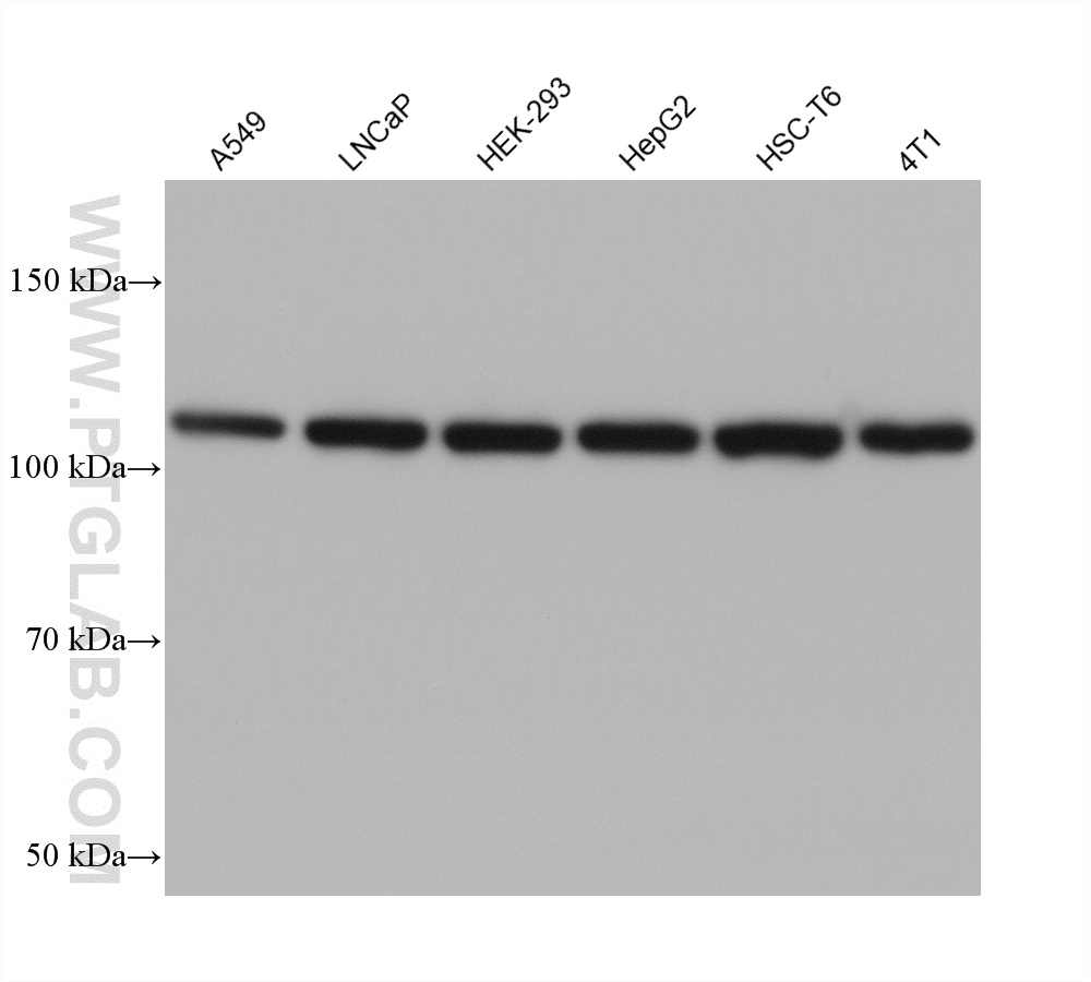 WB analysis using 67785-1-Ig WB analysis using 67785-1-Ig