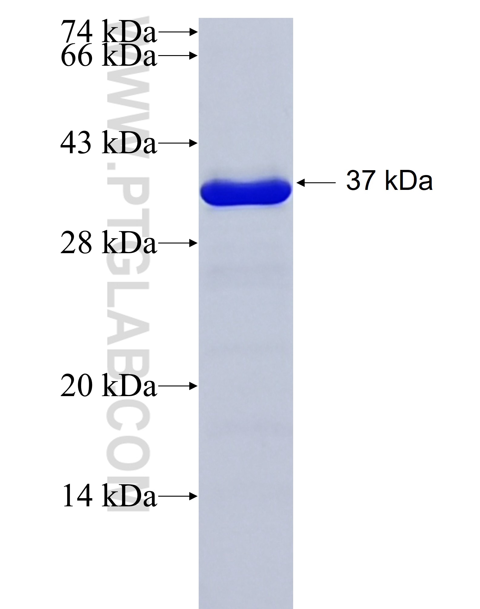 AHR fusion protein Ag28935 SDS-PAGE