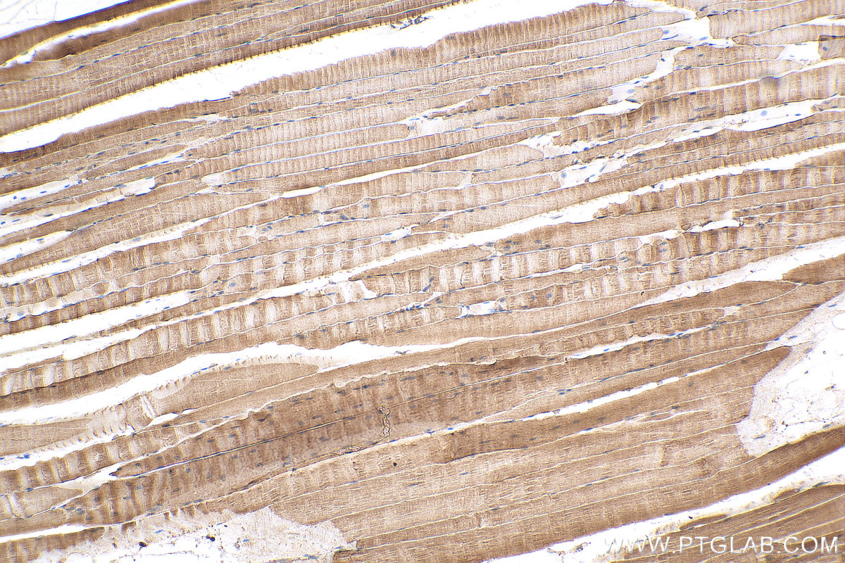 Immunohistochemical analysis of paraffin-embedded mouse skeletal muscle tissue slide using 14725-1-AP (AHSA1 antibody) at dilution of 1:100 (under 10x lens). Heat mediated antigen retrieval with Tris-EDTA buffer (pH 9.0). IHC staining of mouse skeletal muscle using 14725-1-AP
