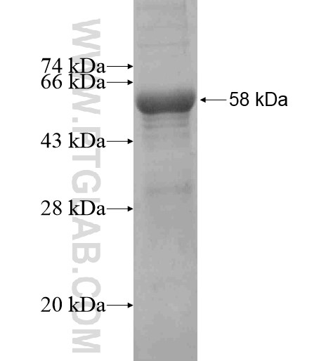 AHSG fusion protein Ag10073 SDS-PAGE