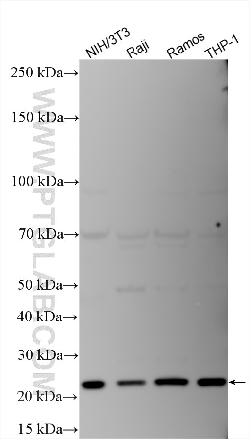 WB analysis using 15642-1-AP